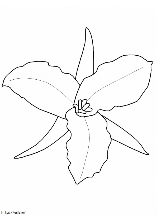 Trillium Grandiflorum coloring page