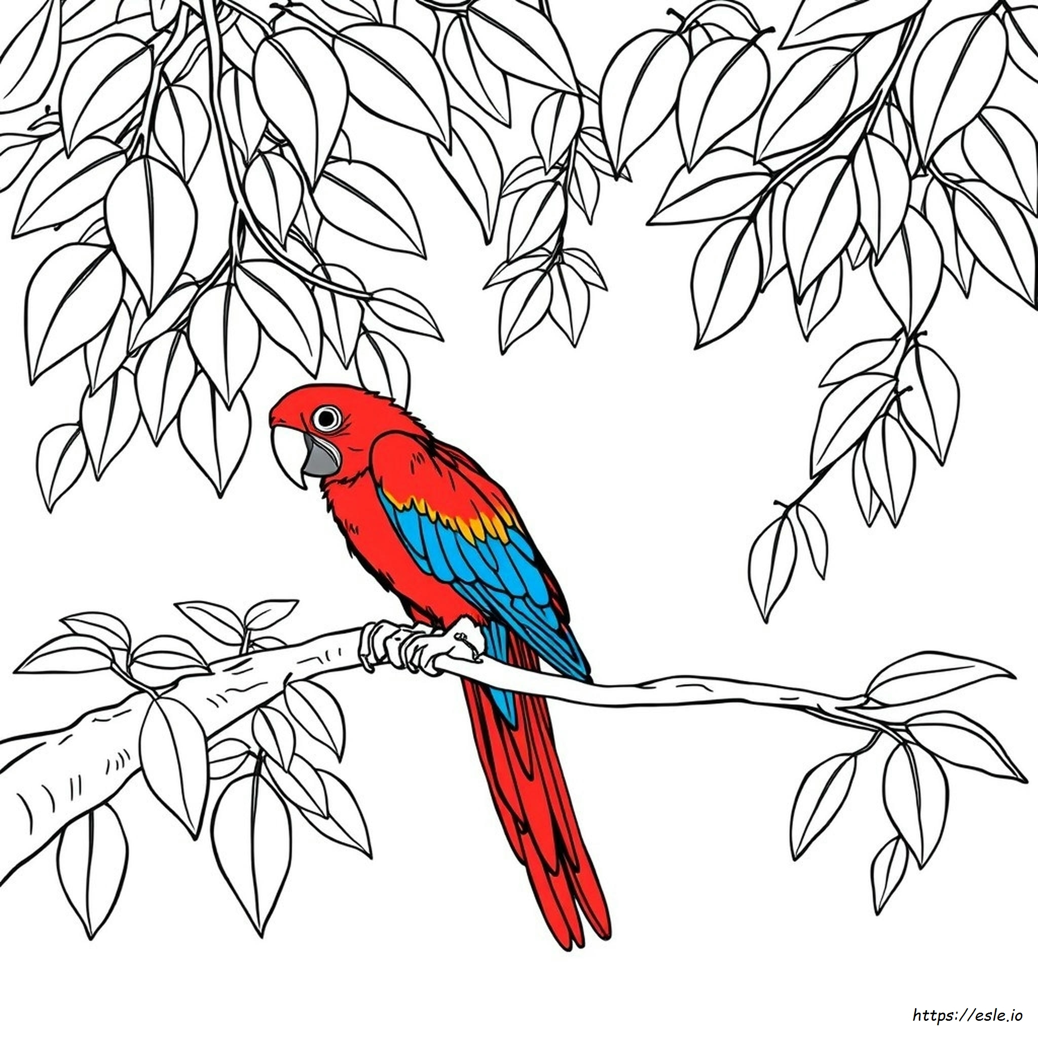 Scarlet Macaw Coloring Page