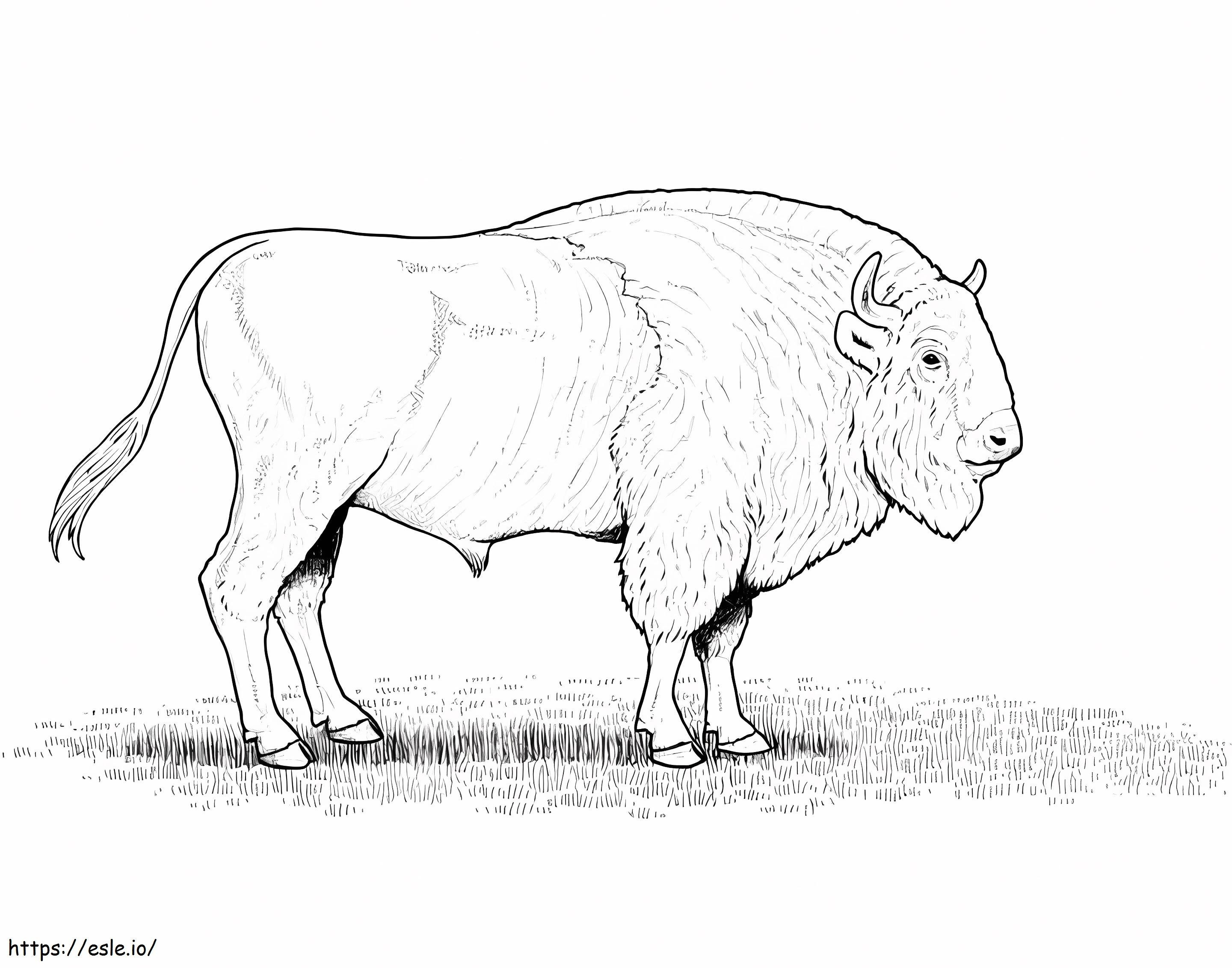 American Bison 2 coloring page