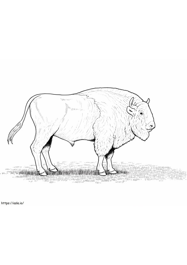 American Bison 2 coloring page