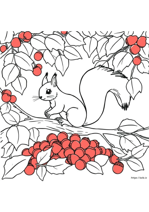 Red Squirrel Colors