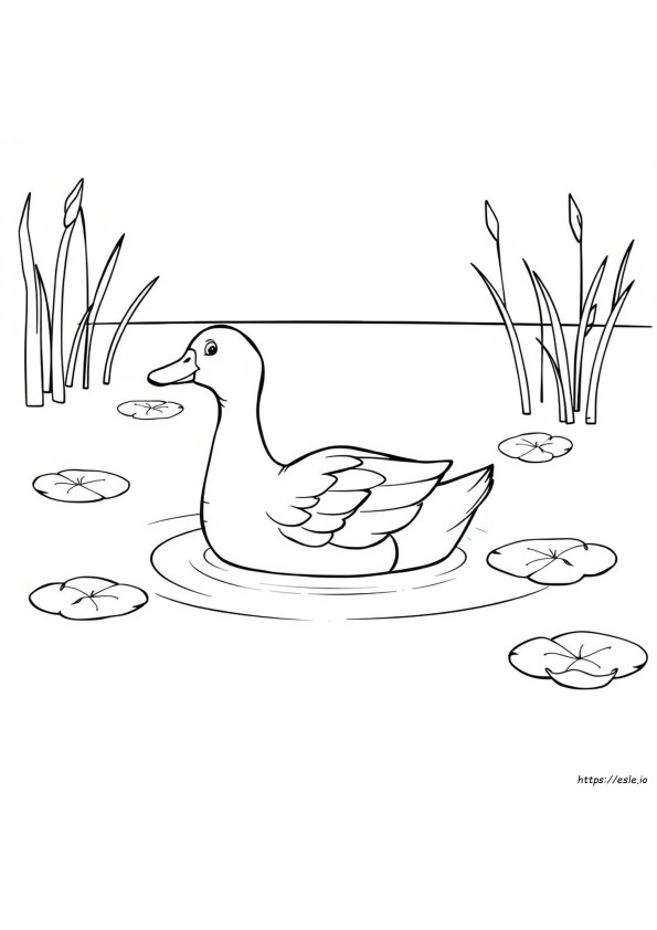 Comment Colorier Un Canard