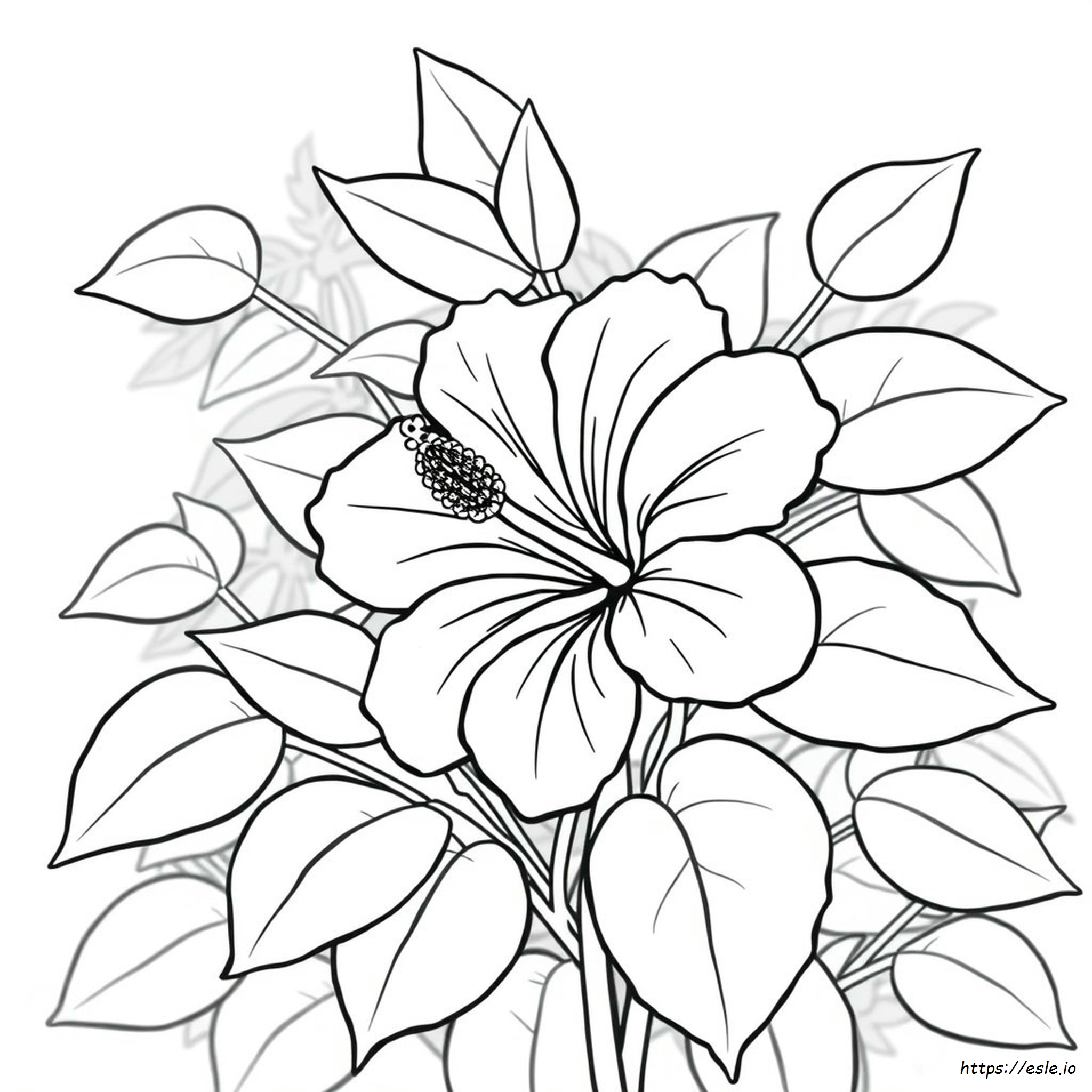 Kolorowanka "Kwiat Hibiskusa"