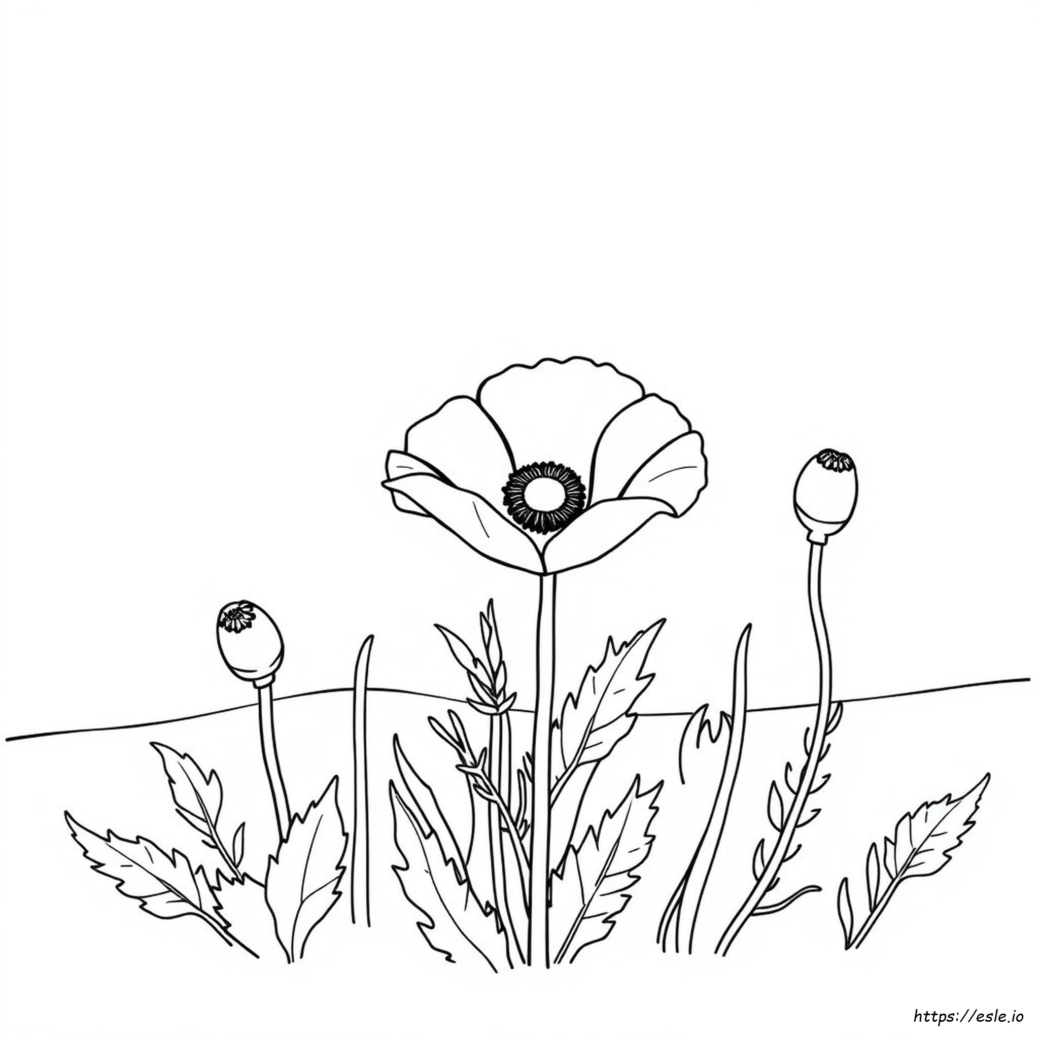 Free Poppy Flower Coloring Pages