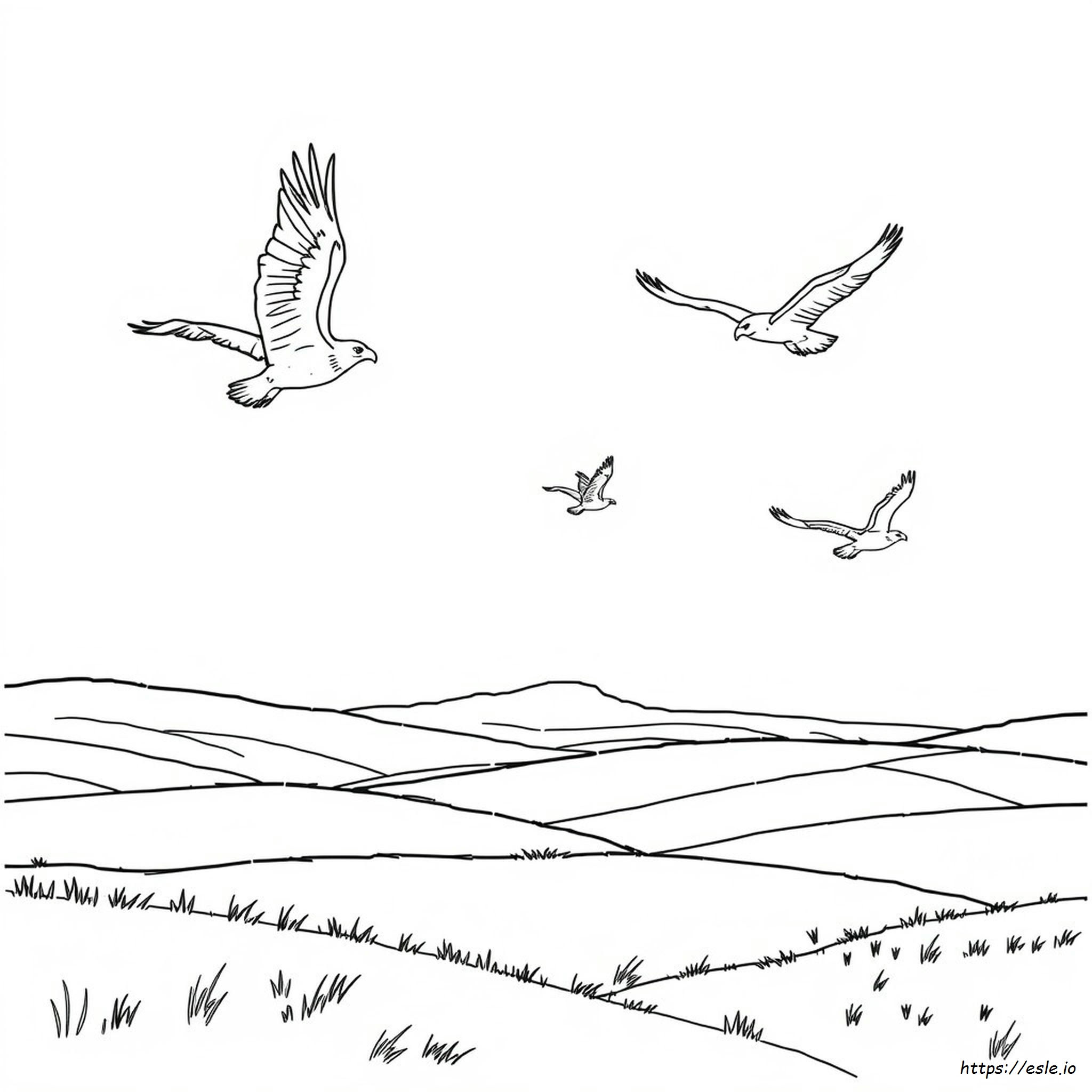 Adler Ausmalbild