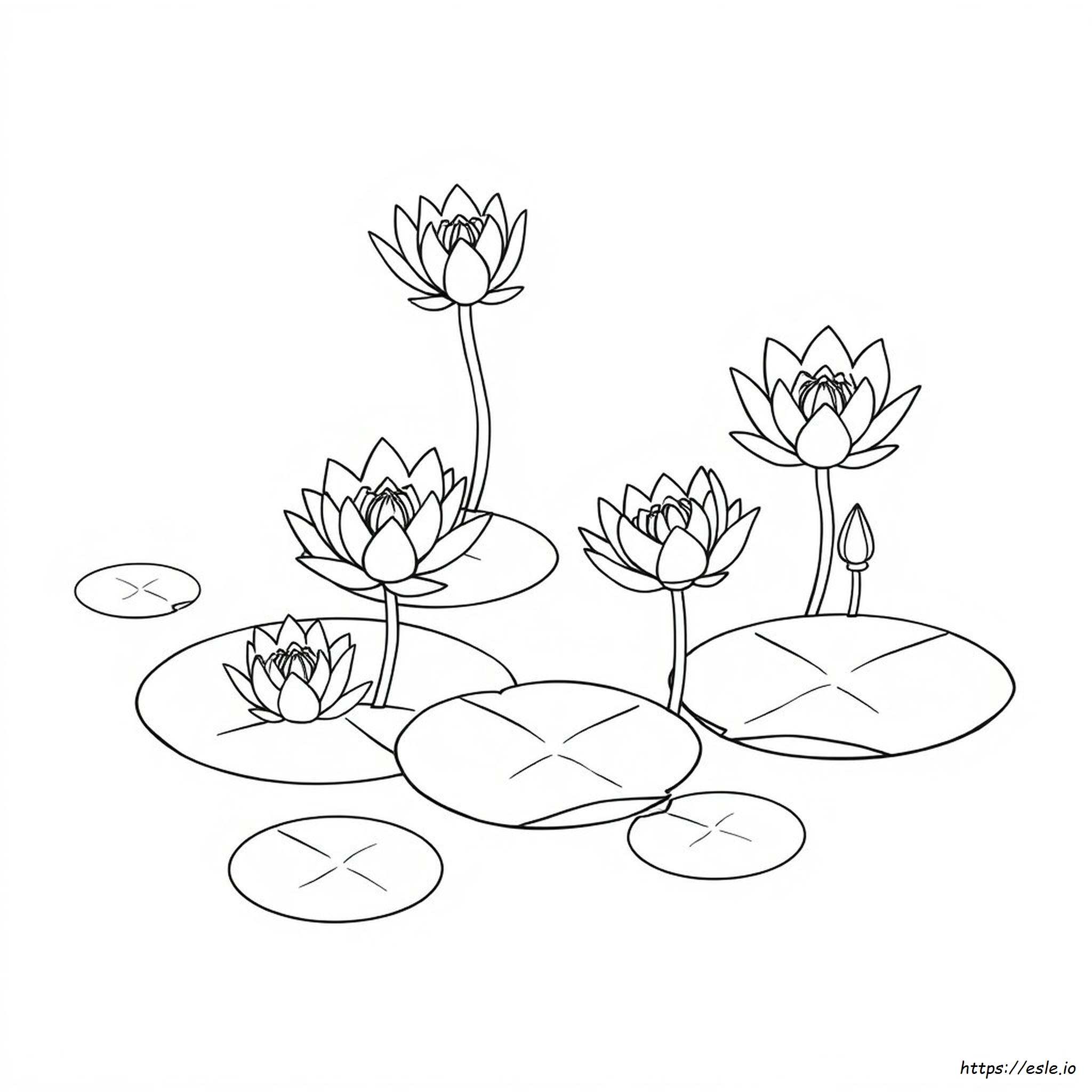 What Color Are Lily Pad Flowers