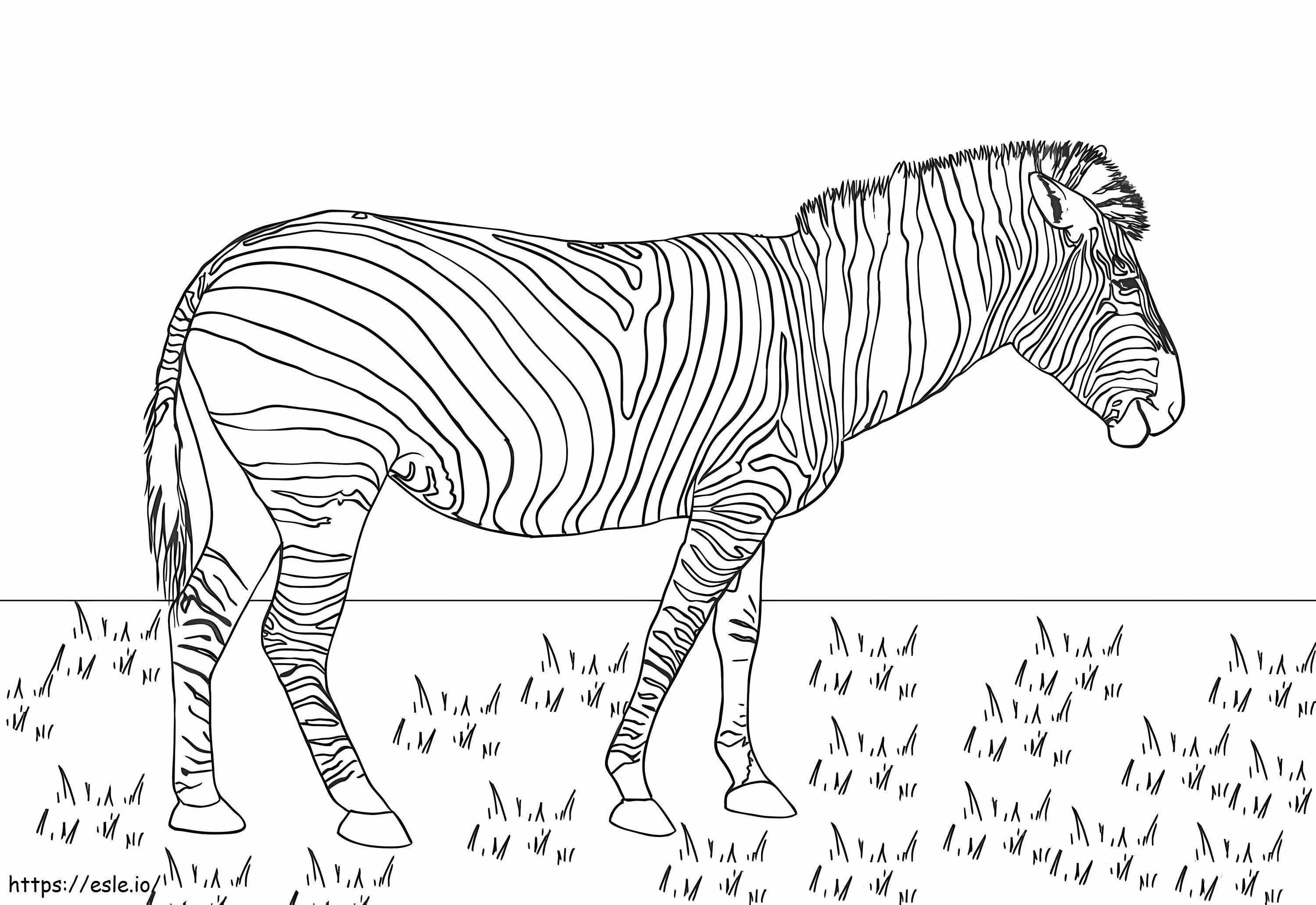 Zebra A sztyeppén kifestő