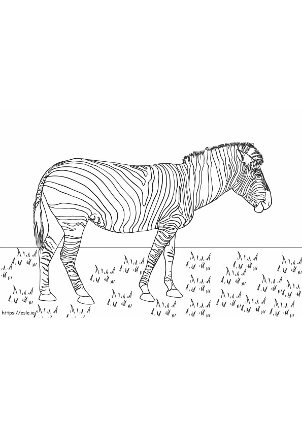 Zebra Nella Steppa da colorare