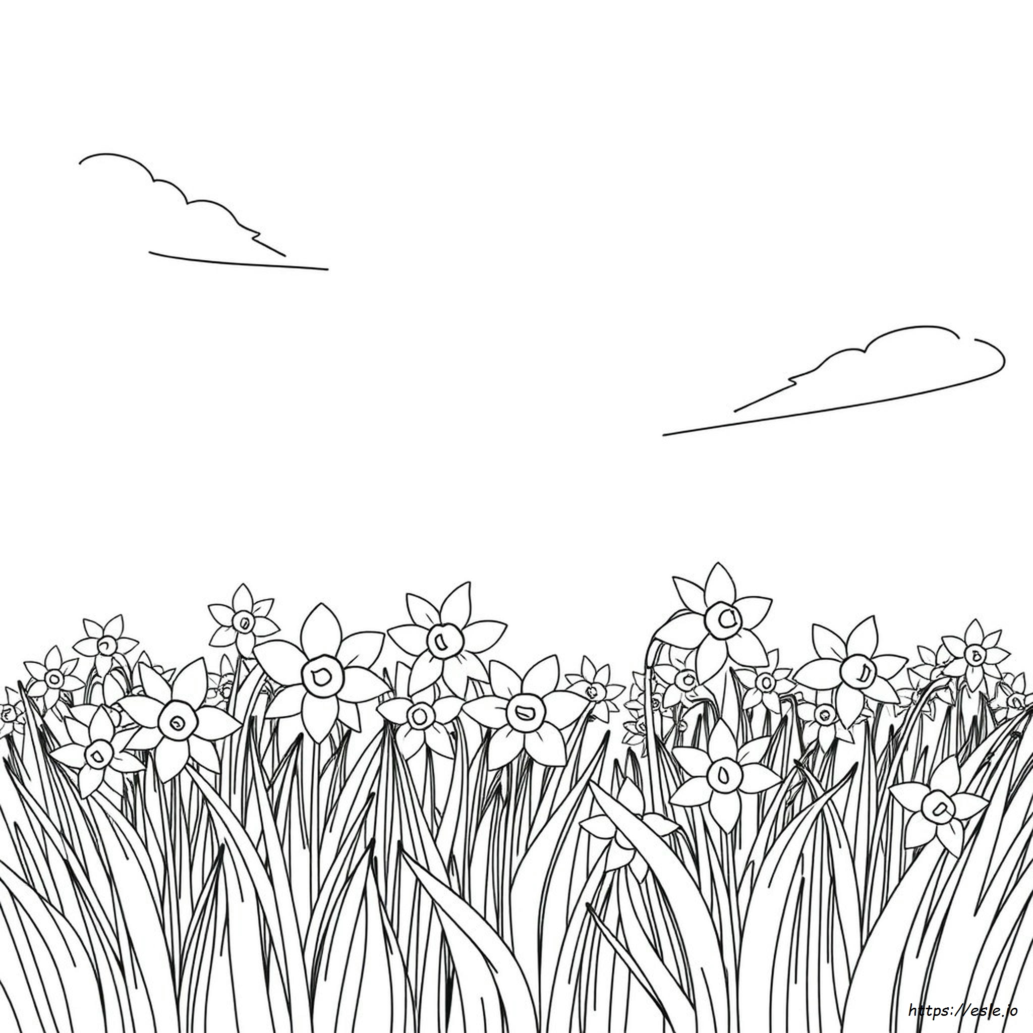 Dafodilo Para Colorir