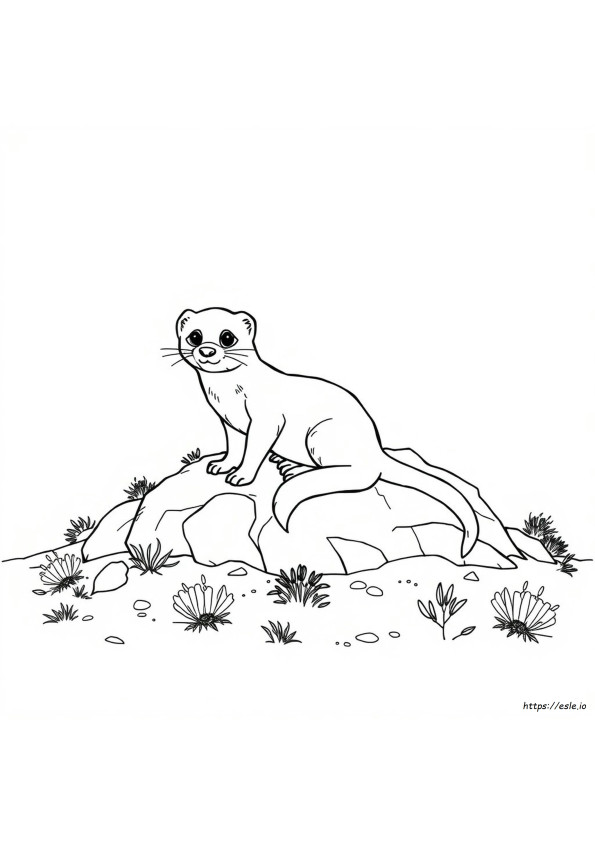 Black Footed Ferret Coloring Page