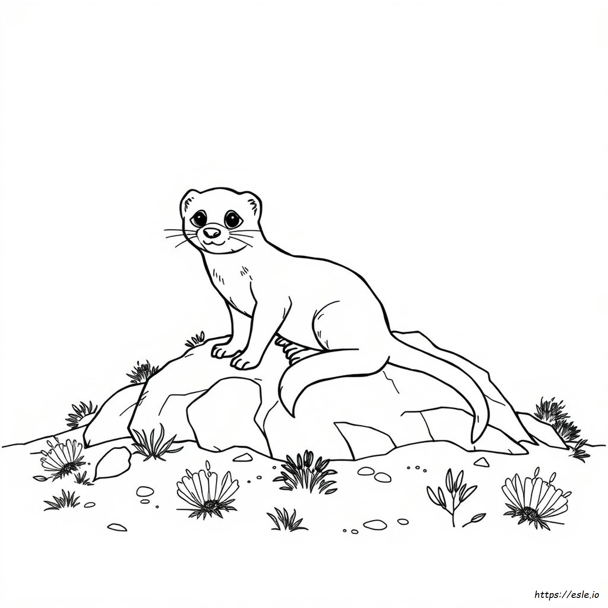 Black Footed Ferret Coloring Page