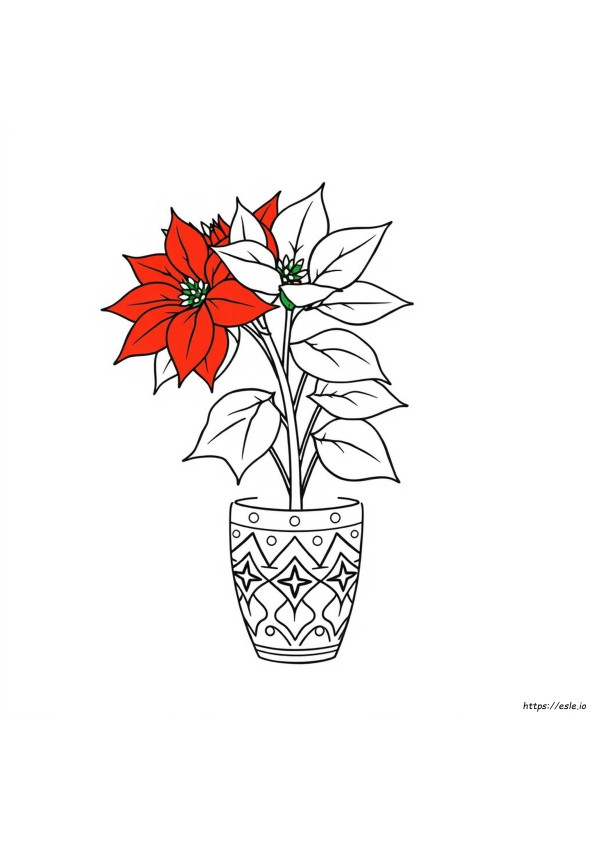 Poinsettia Gambar