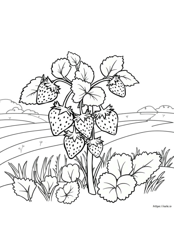 Strawberry Coloring Pictures