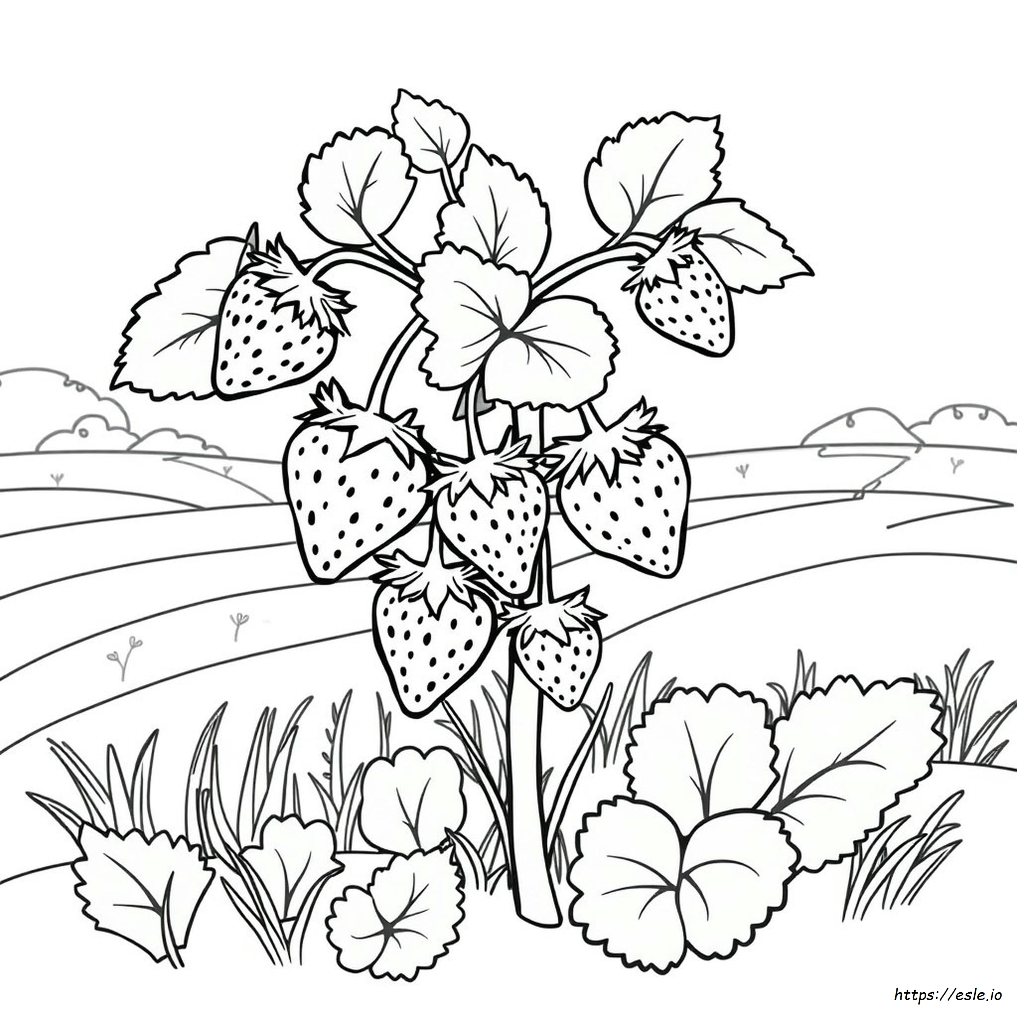 Strawberry Coloring Pictures