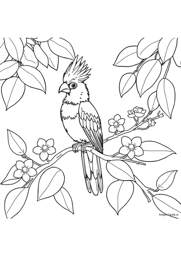 Quetzal Pájaro Para Colorear