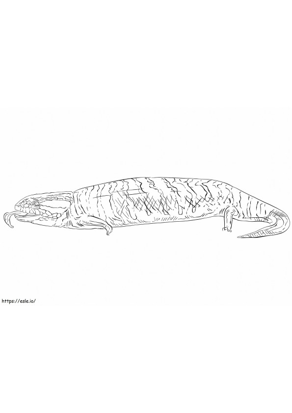 Centralian Blue Tongued Skink coloring page