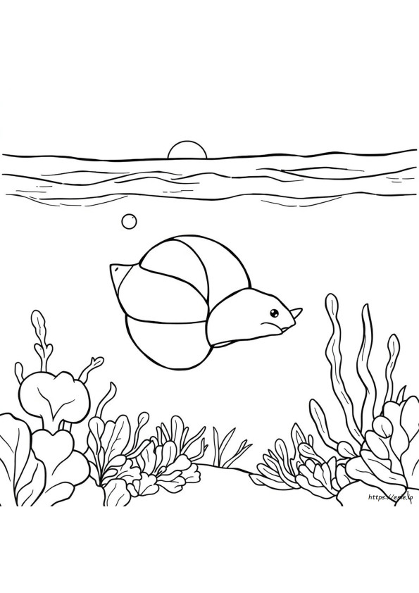 Nautilus Ausmalbilder
