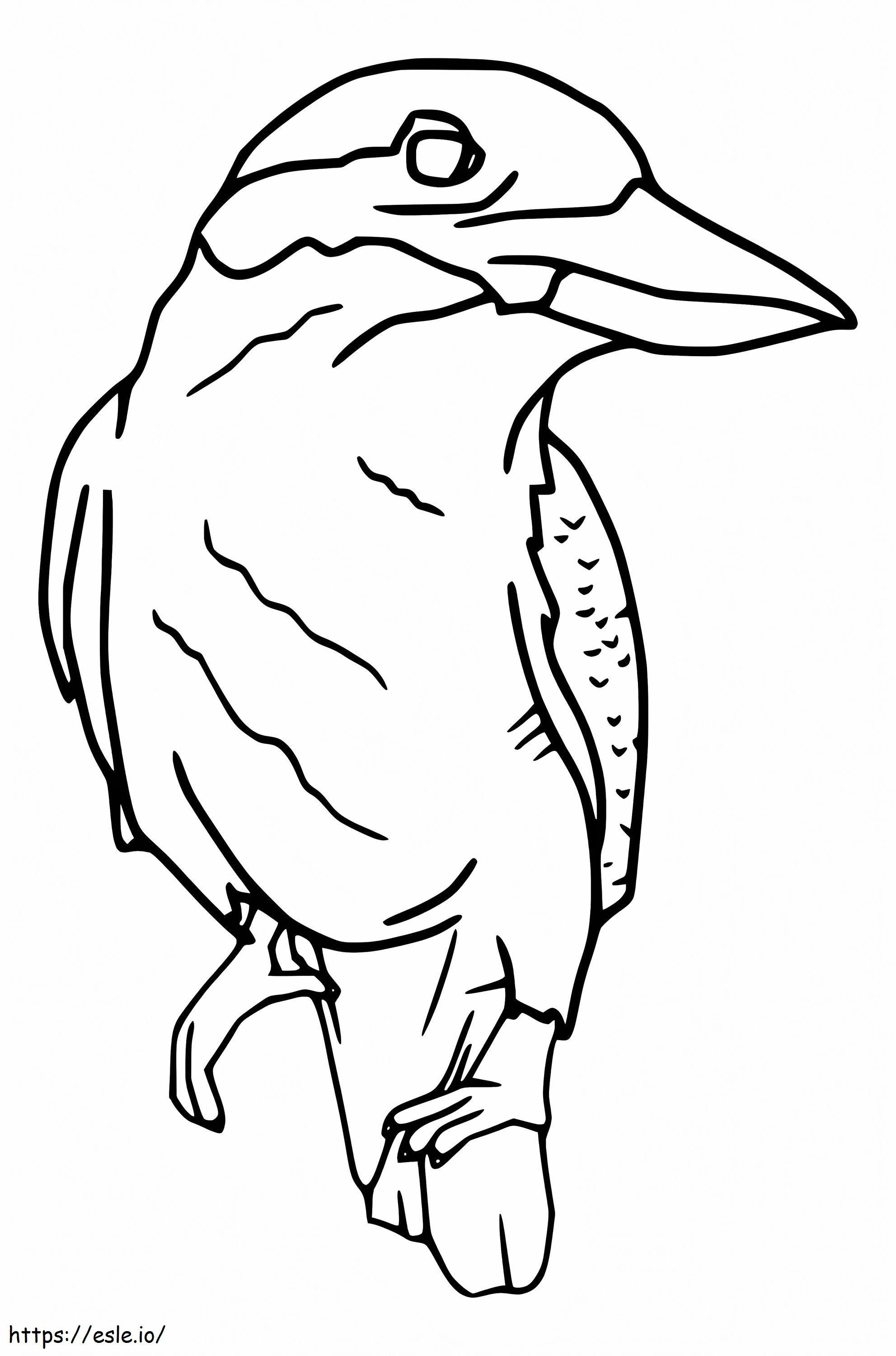 Ilmainen Kookaburra värityskuva