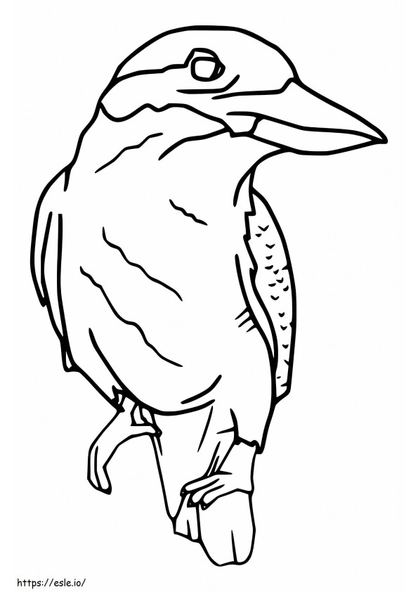 Kookaburra grátis para colorir