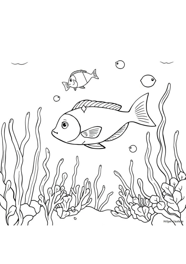Outline Picture Of Fish For Colouring