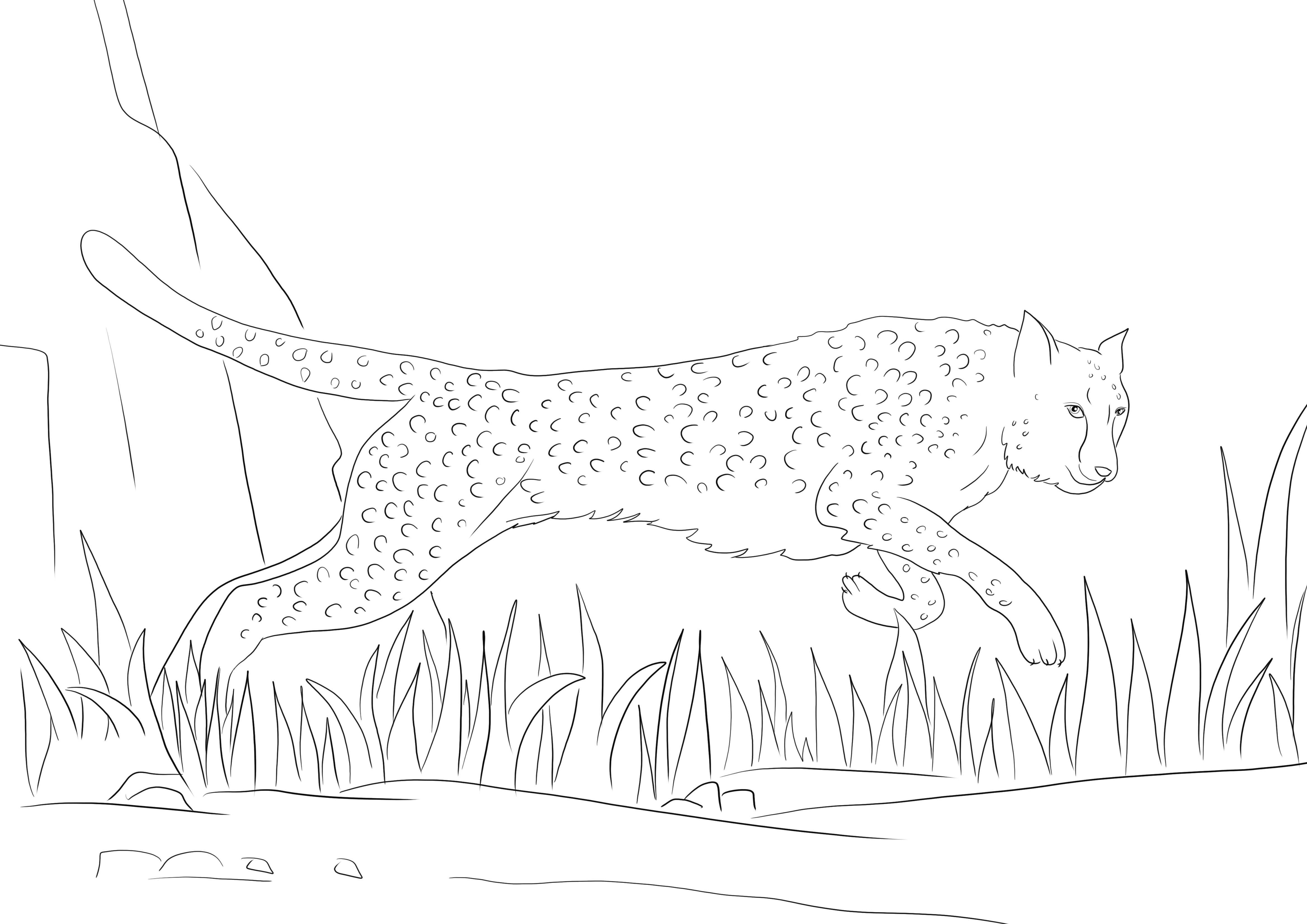 Gepard biegnie i czeka na wydrukowanie za darmo i pokolorowanie przez dzieci