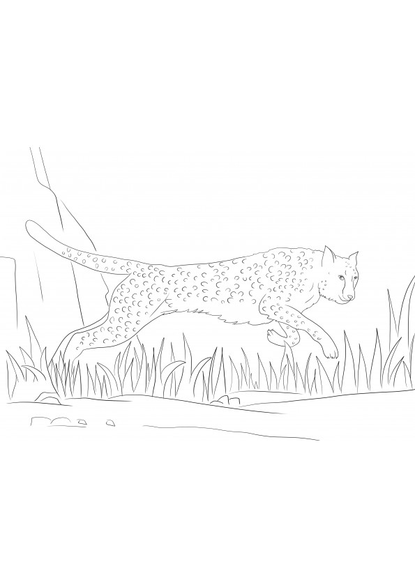 Cheetah runs and is waiting to be printed for free and colored by kids