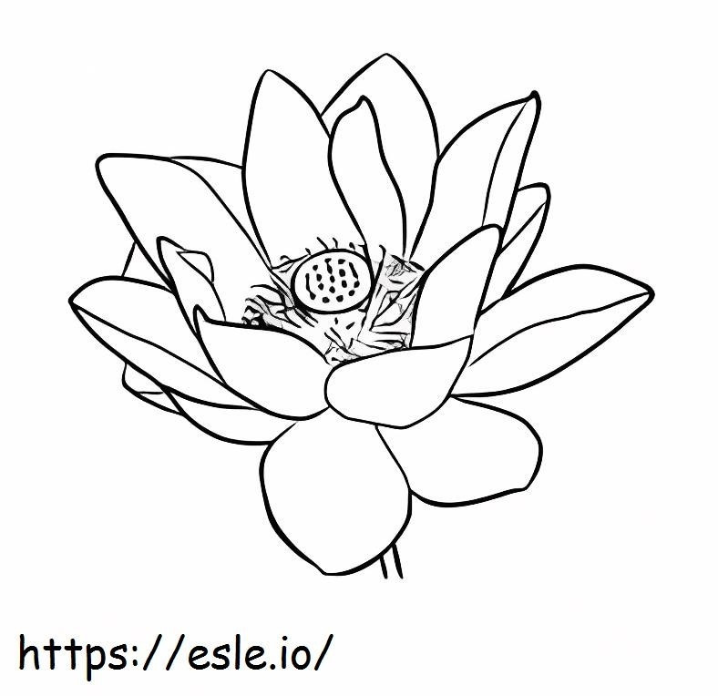 Basic Lotus Flower coloring page