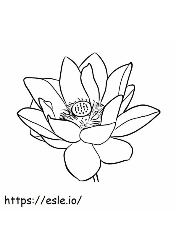 Floare de Lotus de bază de colorat