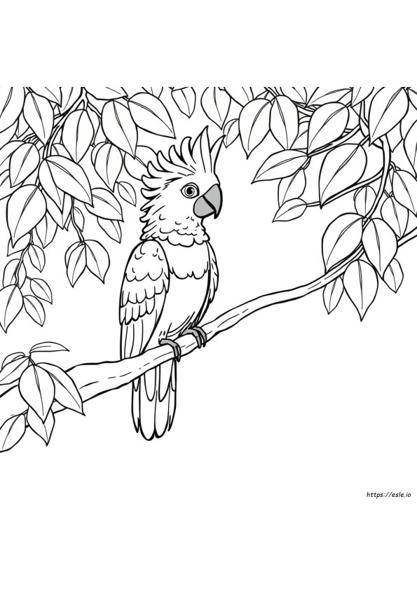 Cockatoo Coloring
