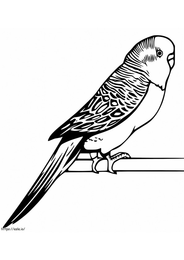 Little Parakeet coloring page
