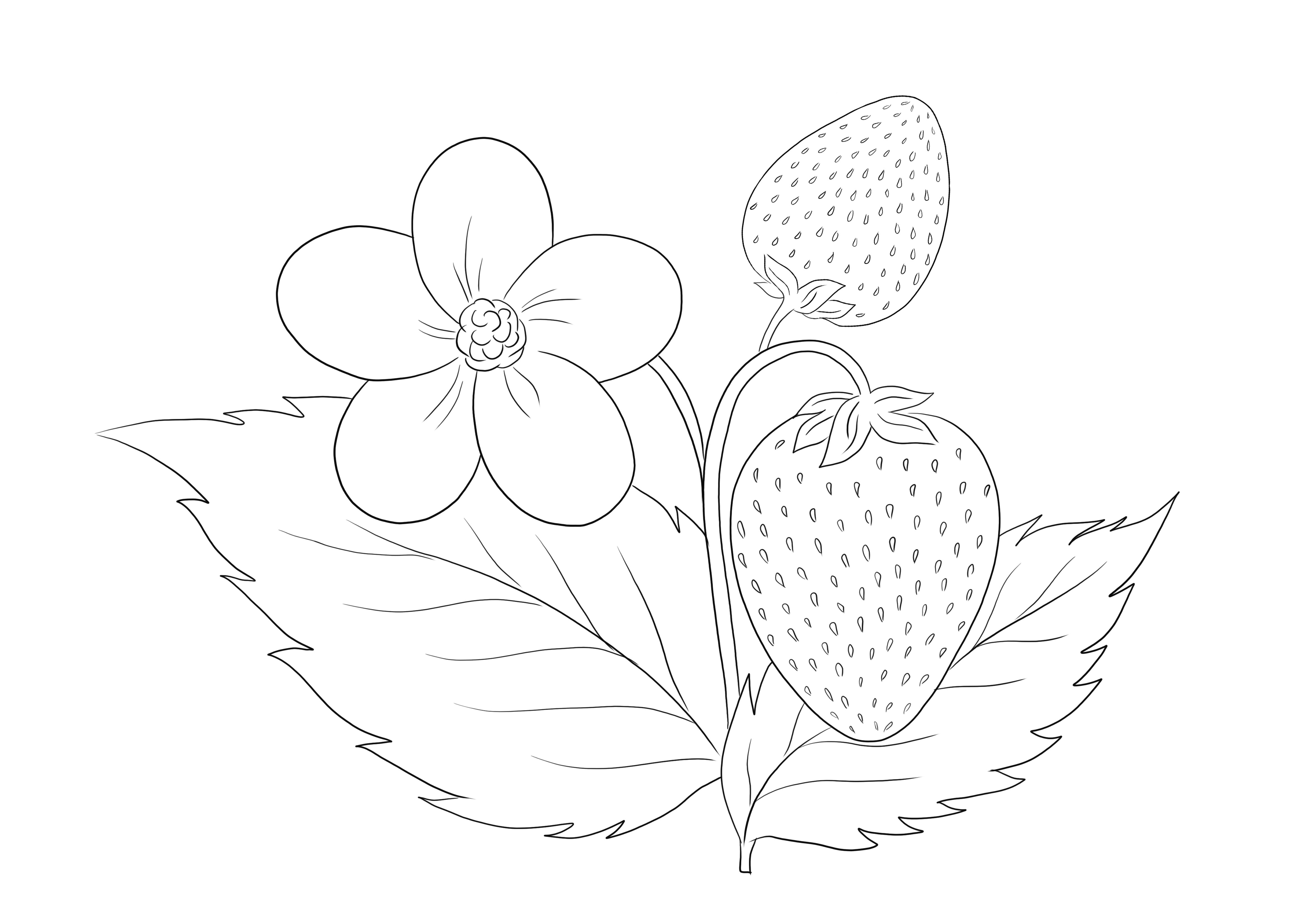 Simple to color a Strawberry Plant free to download or save for later and color for kids