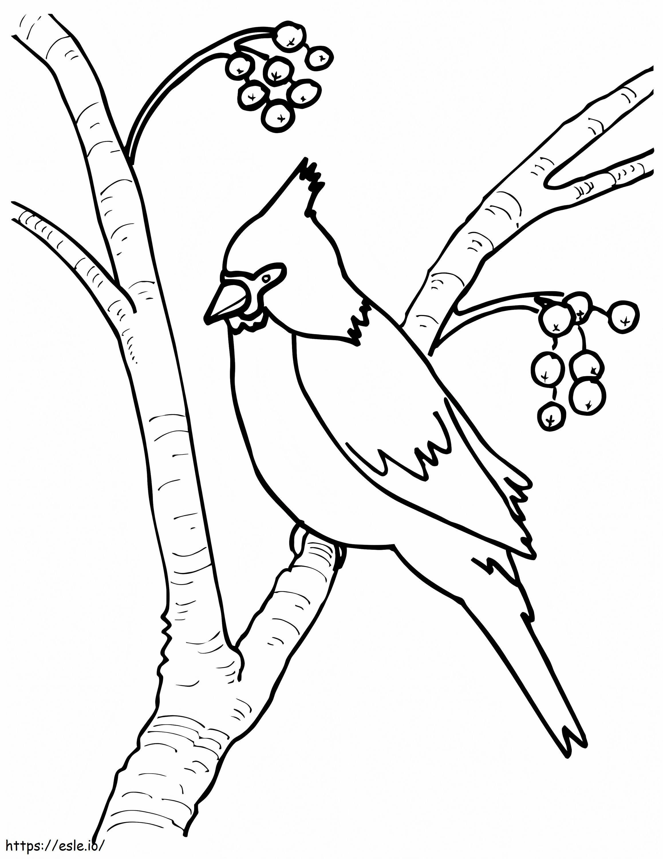 Cardinal pe un copac de colorat