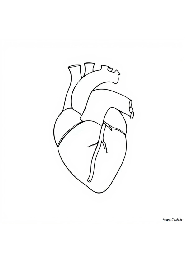 Anatomia Del Cuore Da Colorare