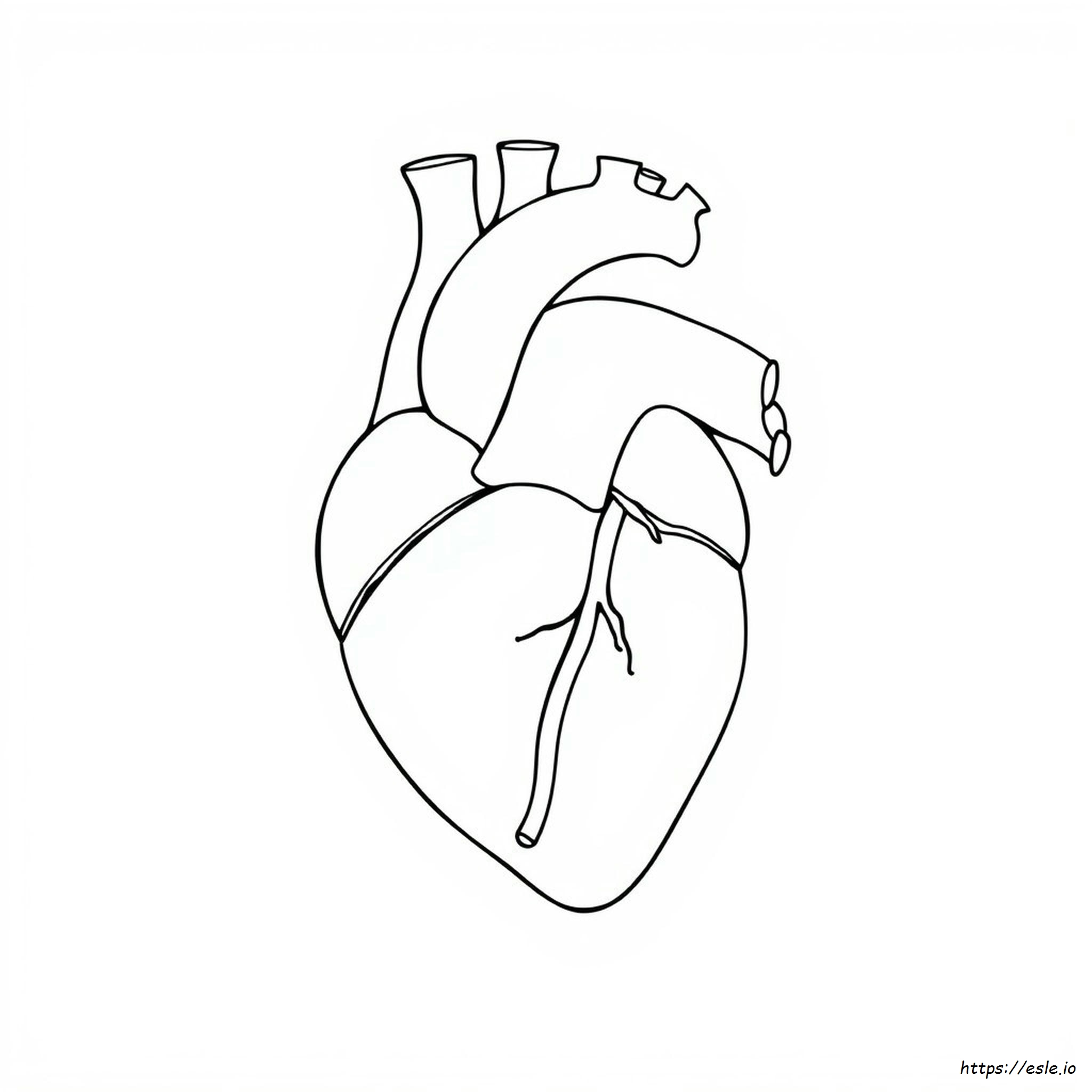 Heart Anatomy Coloring Sheet
