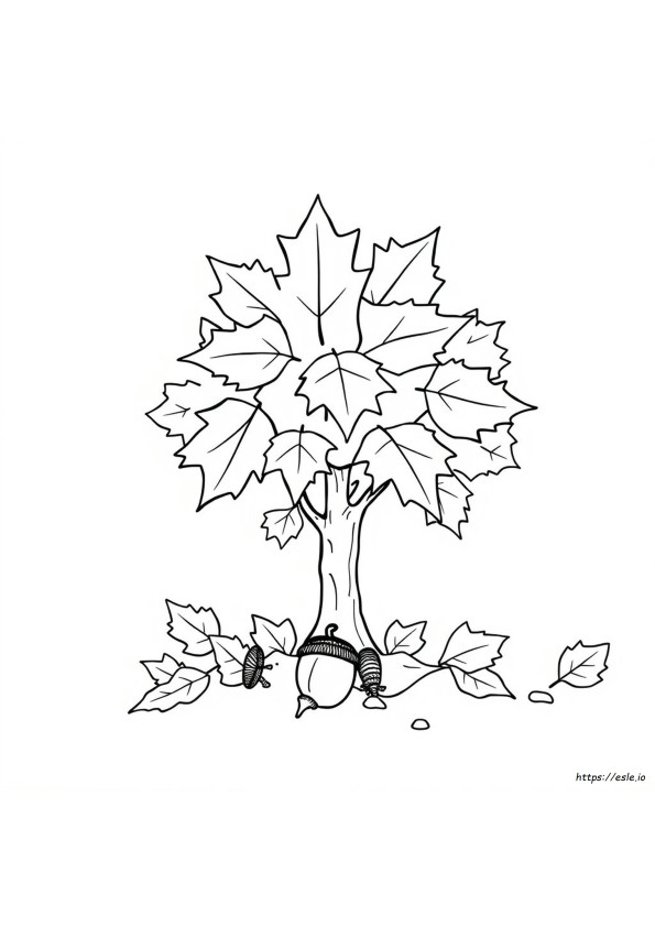 Coloriages Érable