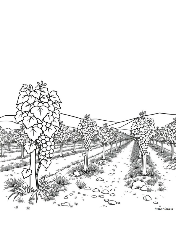 Can You Grow Grapes In Colorado