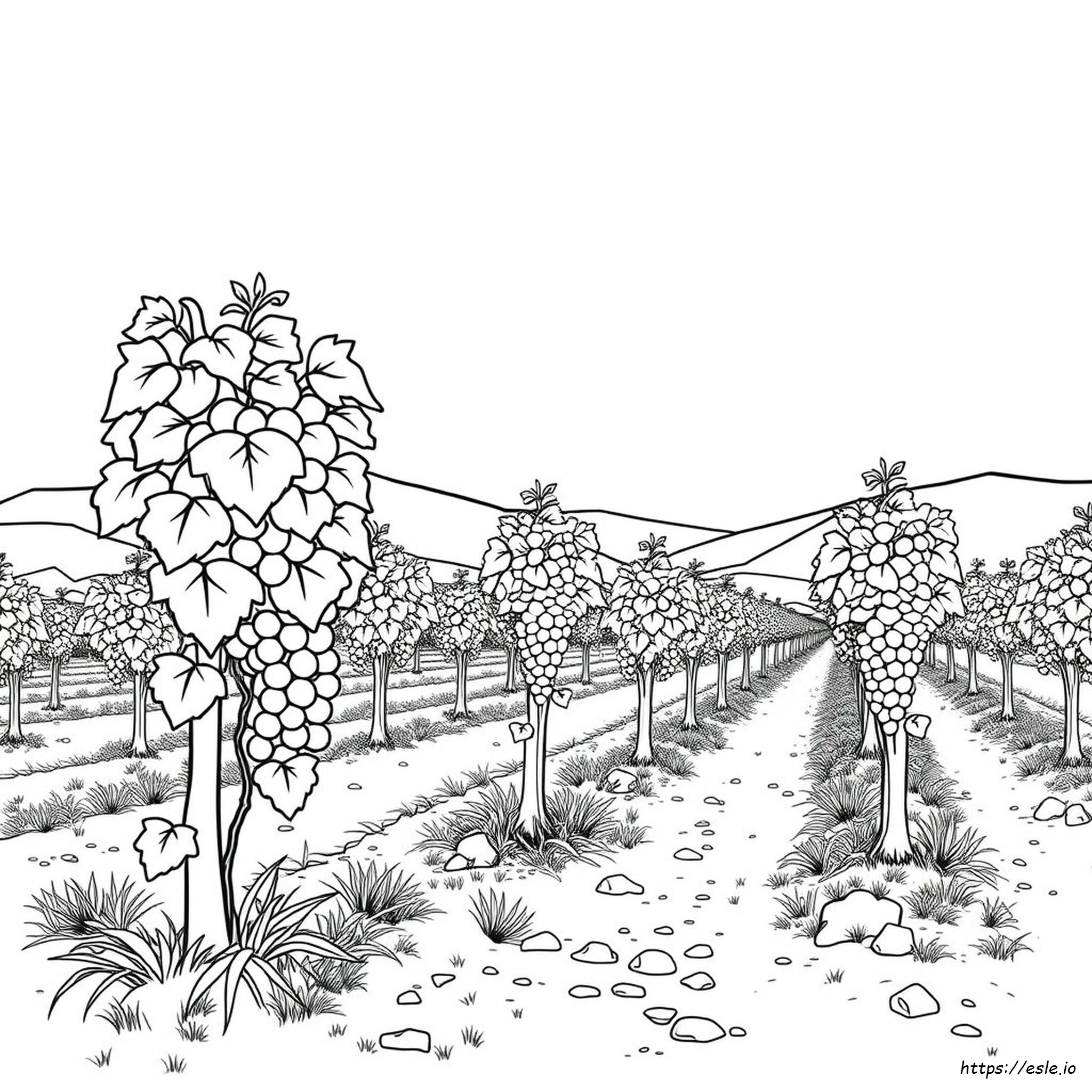 Can You Grow Grapes In Colorado