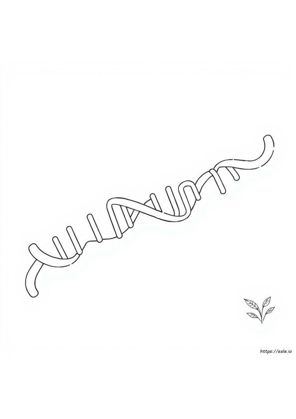 Dna Replication Coloring Worksheet Answer Key