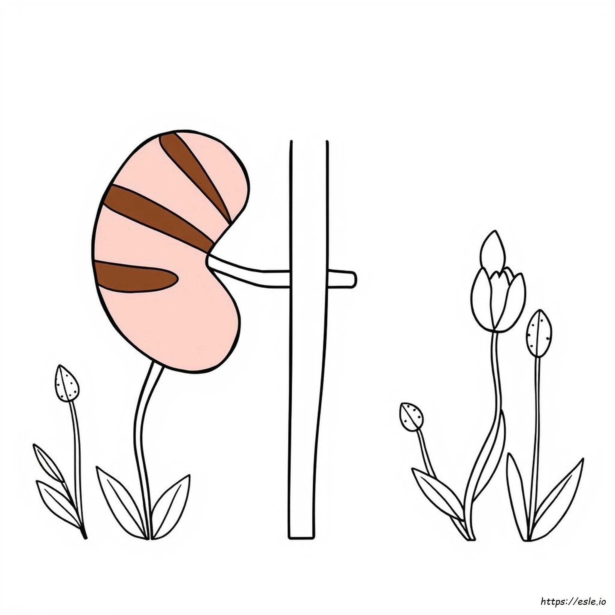 De Qué Color Representa La Enfermedad Renal