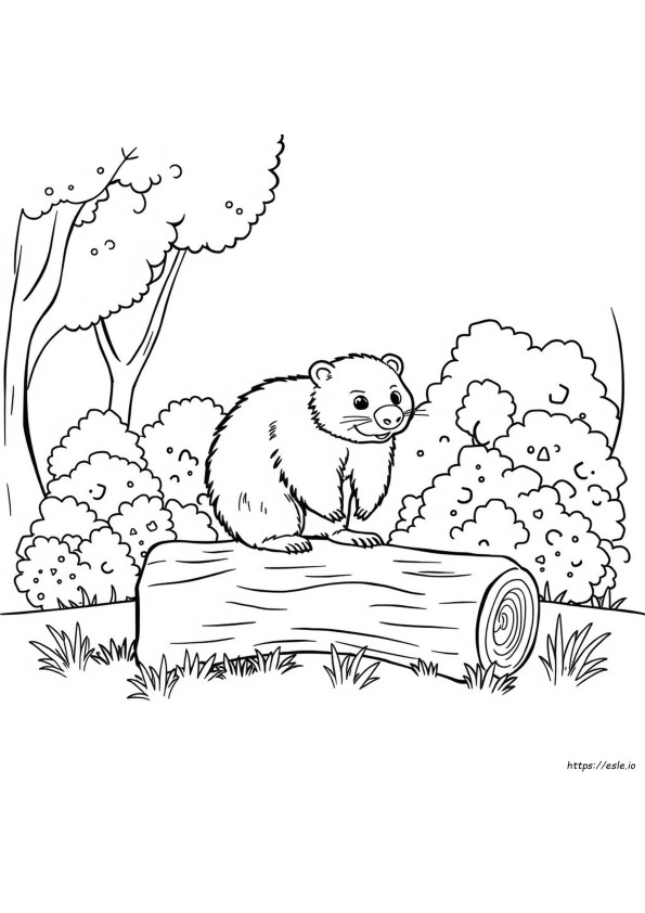 Wombat Da Colorare