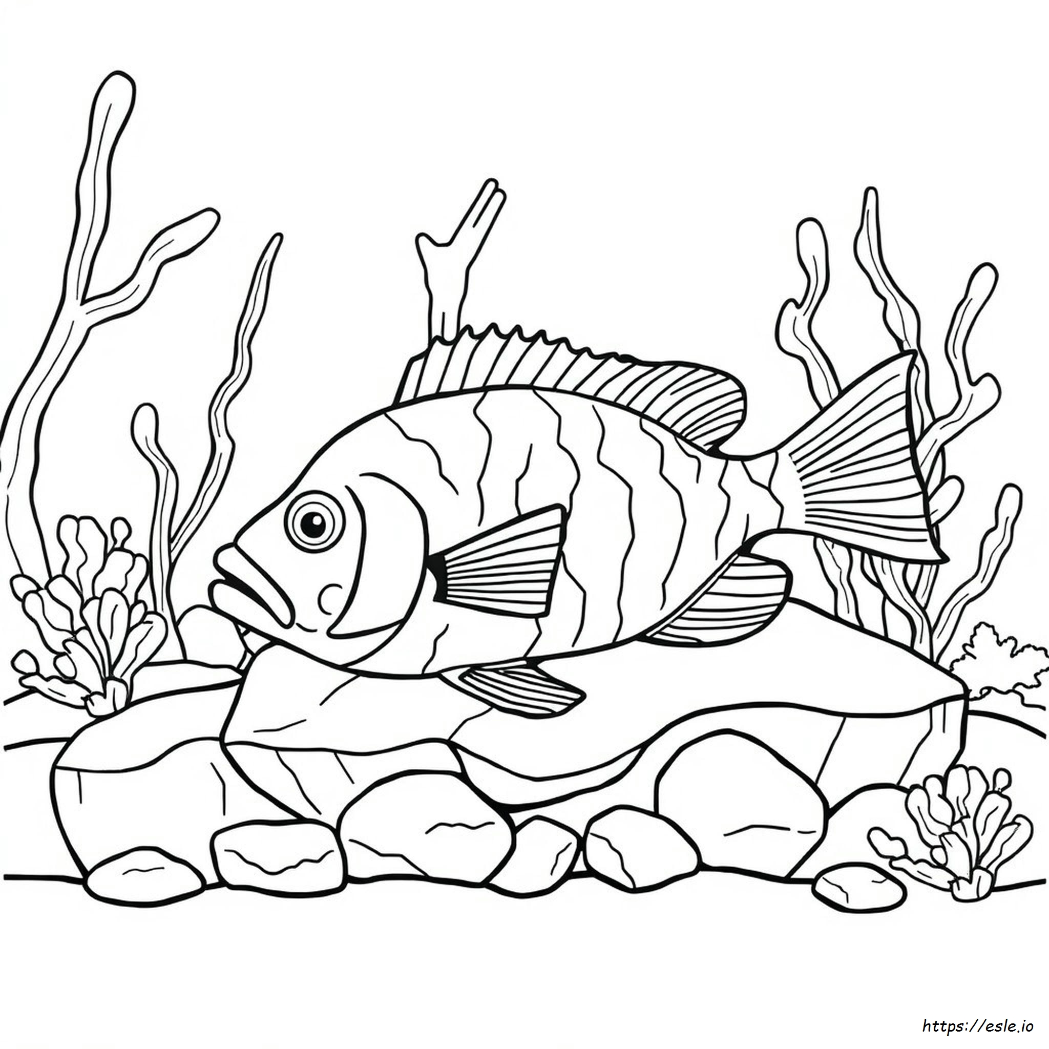Blue Gill Coloring Pages