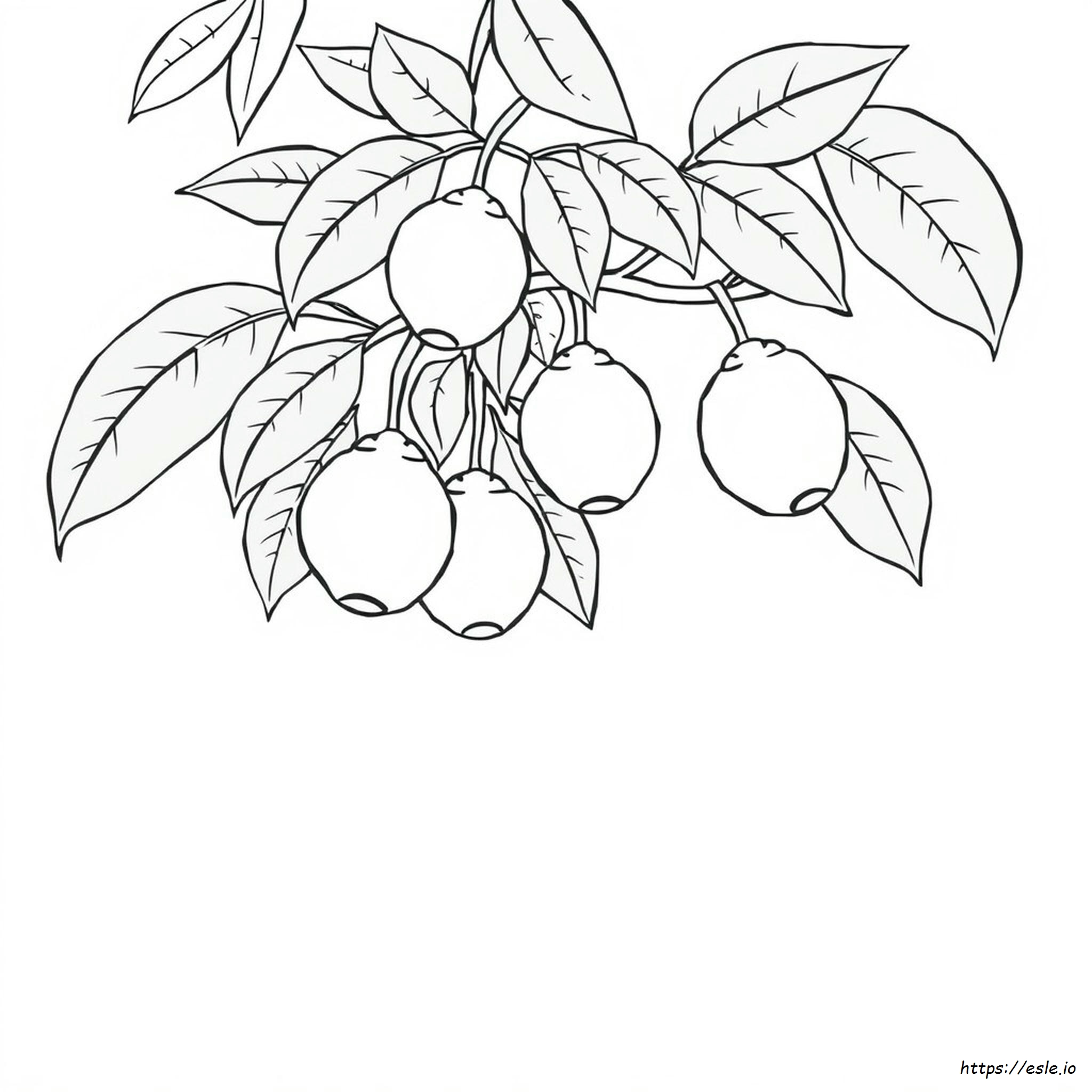 Goiaba Para Colorir