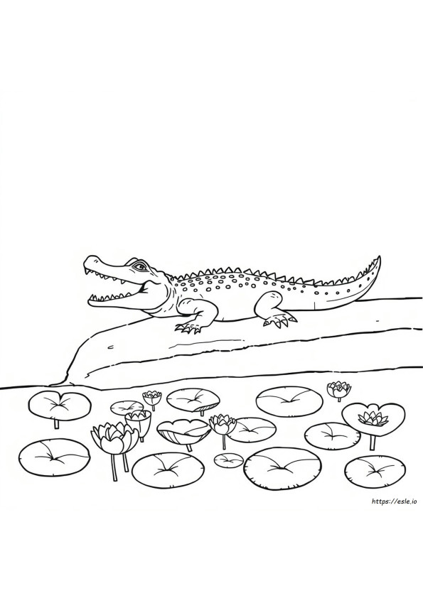 Imagini Cu Crocodili De Colorat