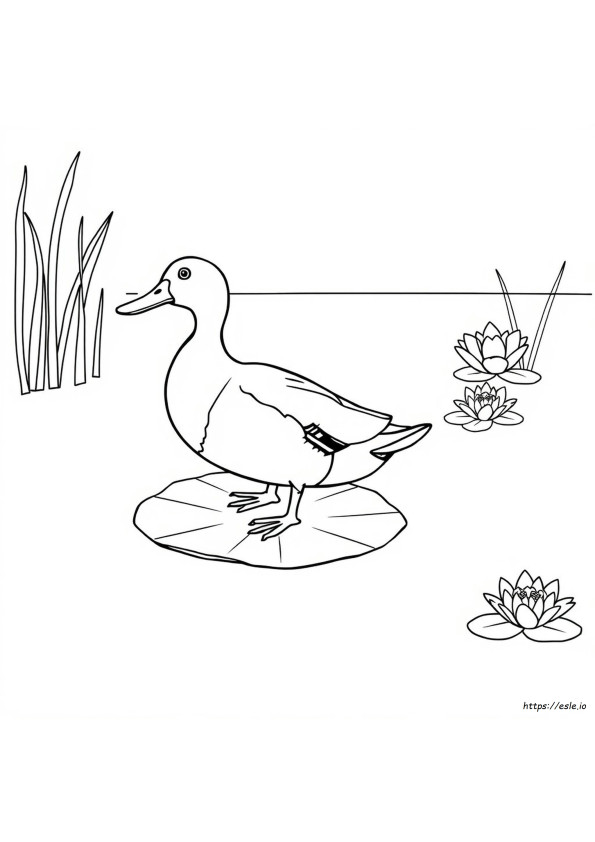 Coloriage Canard Colvert