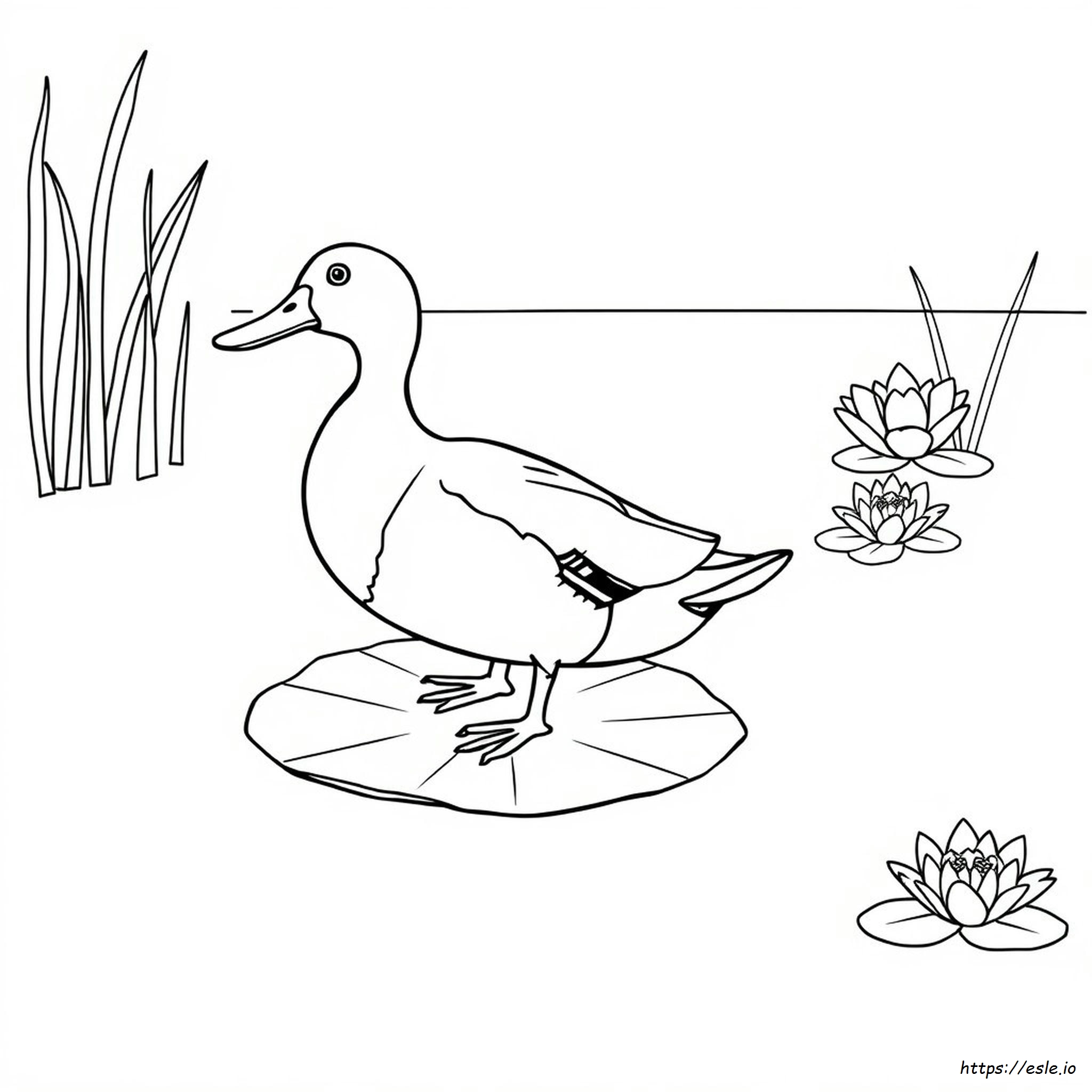 Stockente Ausmalbilder