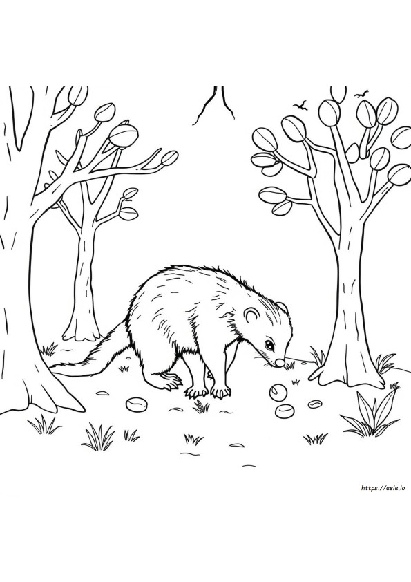 Coloriage Numbat