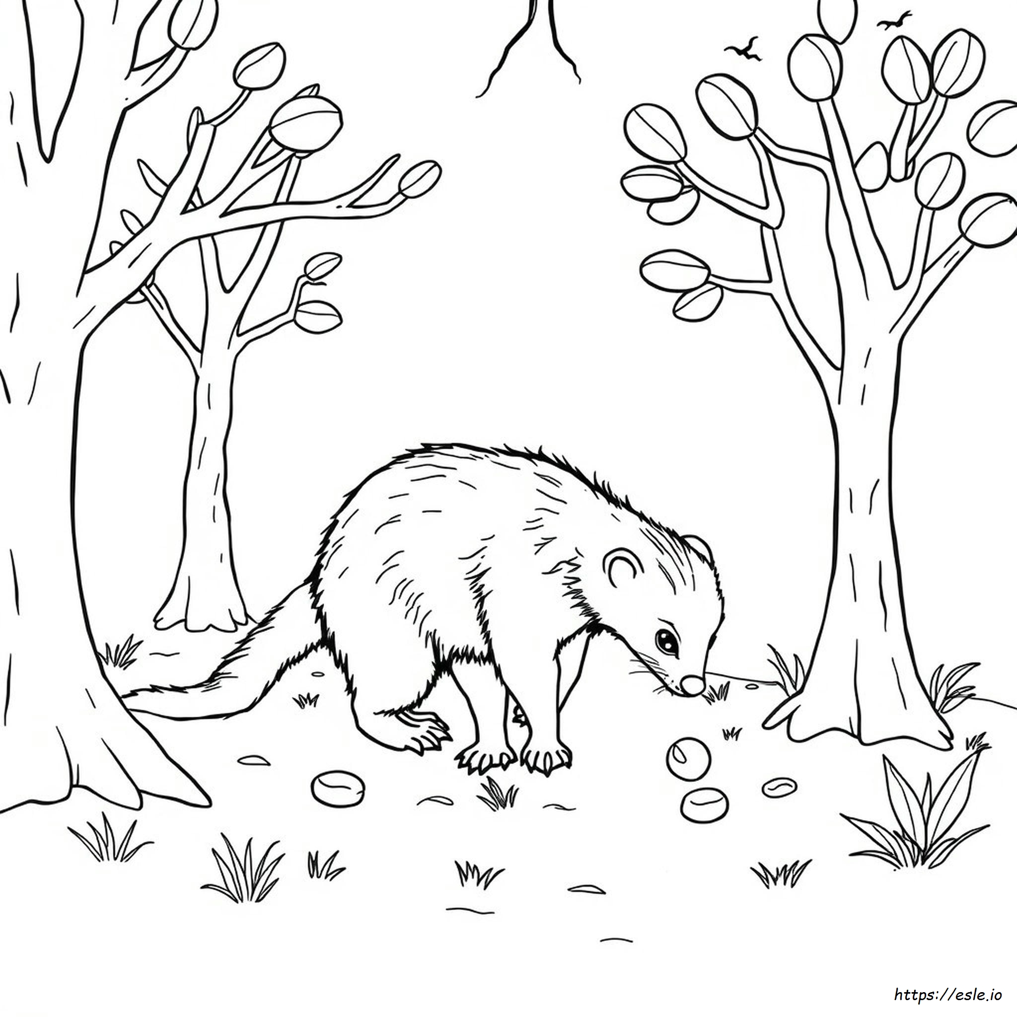 Numbat Coloring Page