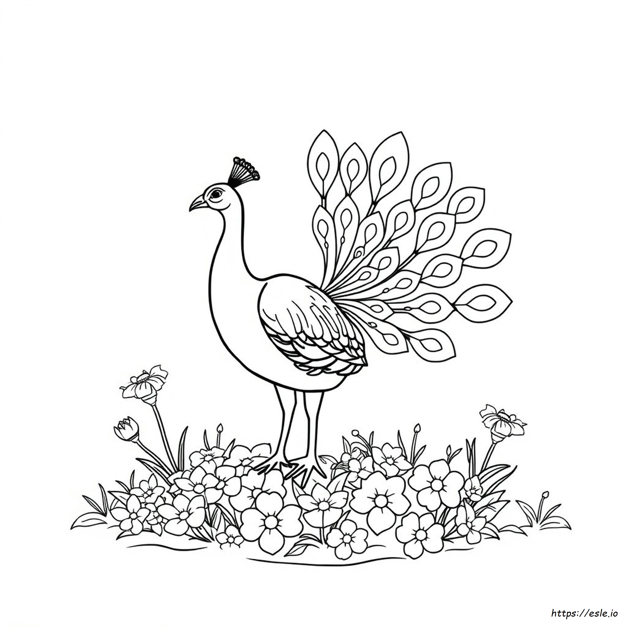 Peacock Colouring Images