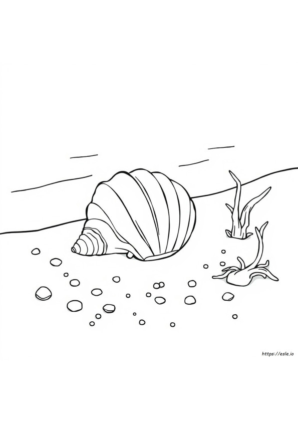 Schelp Kleurplaat kleurplaat