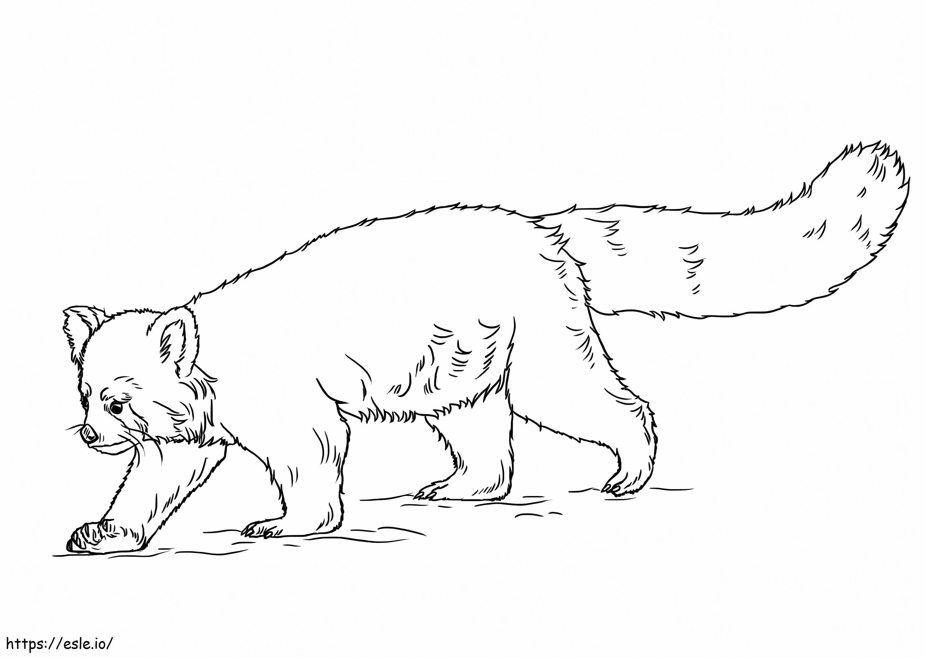 Normal Red Panda coloring page